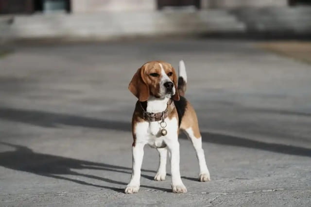 比格猎犬价格多少钱一只
