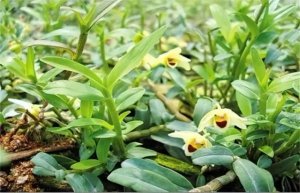 铁皮石斛是什么植物