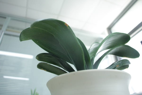 君子兰叶子发黄怎么治