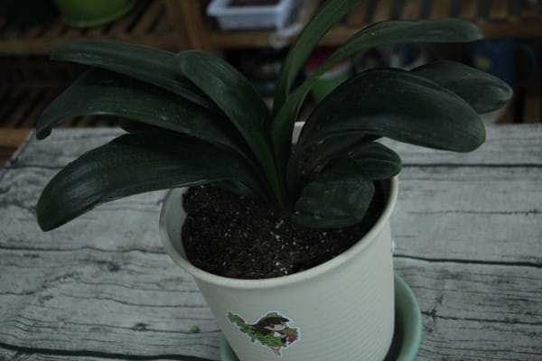 君子兰叶子发黄怎么治