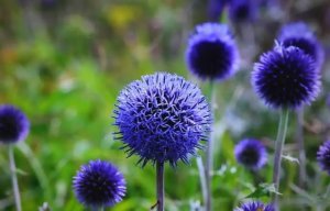 蓝刺头简介及生长习性