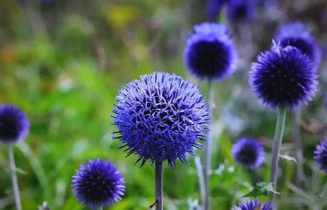 蓝刺头简介及生长习性