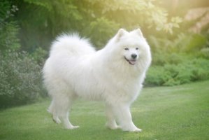 运动量大的五种狗