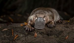 鸭嘴兽是哺乳动物吗