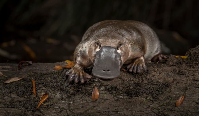 鸭嘴兽是哺乳动物吗