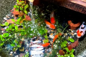 金鱼怎么养才能活