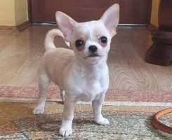 什么品种的狗狗寿命最长？