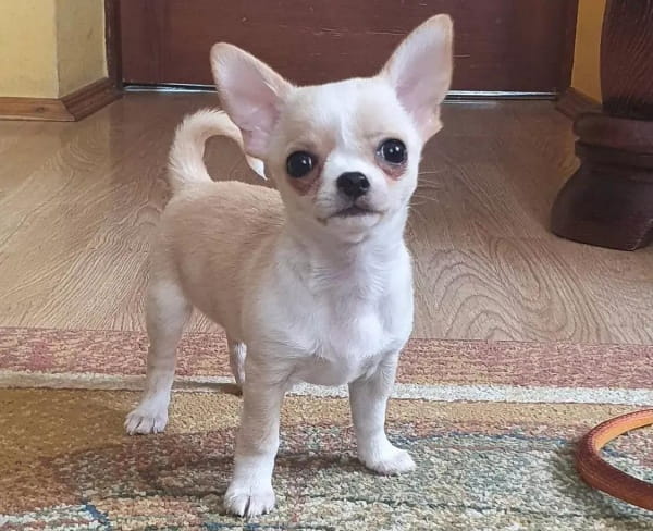 什么品种的狗狗寿命最长？