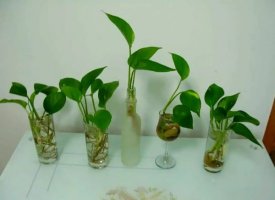 可长期养的水培植物有哪些