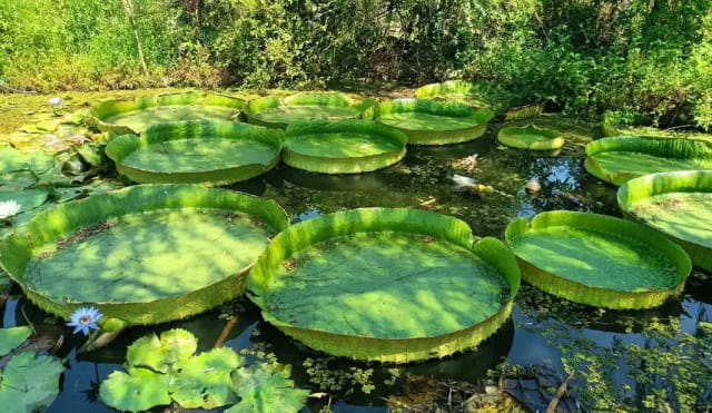 王莲简介及生长习性