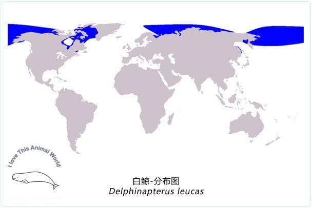 白鲸简介及生活习性