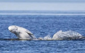 白鲸简介及生活习性