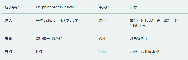 白鲸简介及生活习性
