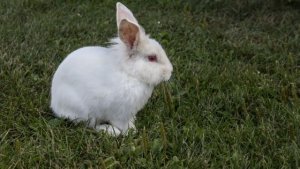 兔子吃什么食物？