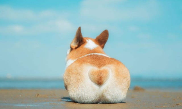 狗狗断尾的好处和坏处