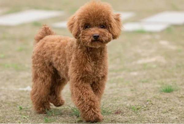 泰迪断尾什么时间最好？