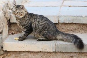 土猫可以当宠物猫养吗？