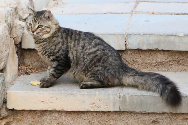 土猫可以当宠物猫养吗？