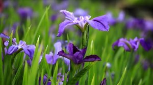 鸢尾花的花语及传说