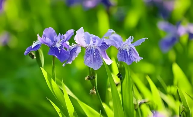 鸢尾花的花语及传说