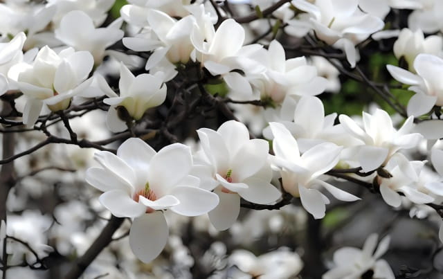 白玉兰的花语及象征意义