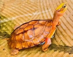 金钱龟怎么养？金钱龟饲养技巧