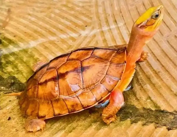 金钱龟怎么养？金钱龟饲养技巧