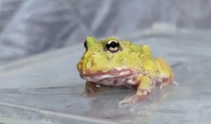 宠物角蛙能活多久？