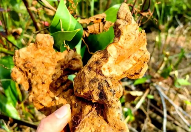 茯苓是什么植物