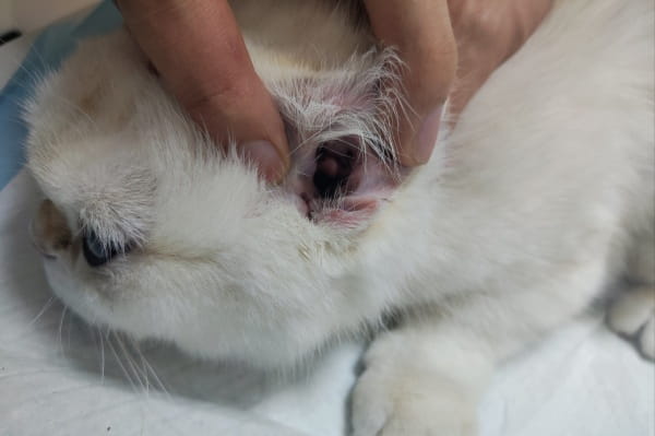 猫咪耳螨会不会传染人？