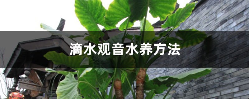 滴水观音水培方法
