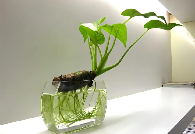 滴水观音水培方法