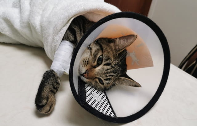 母猫绝育价格多少钱？