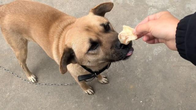 狗能吃饺子吗？