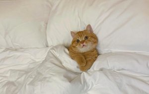 猫为什么爱上床？