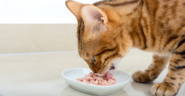 猫能吃金枪鱼吗？