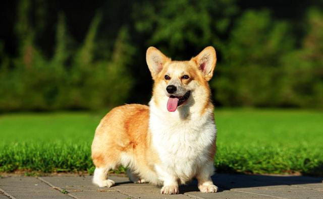 柯基犬