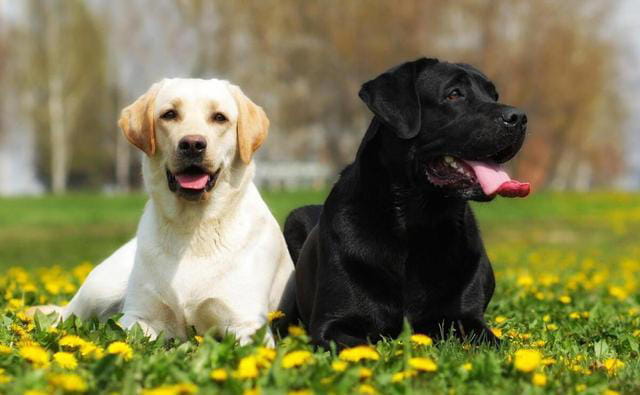拉布拉多犬