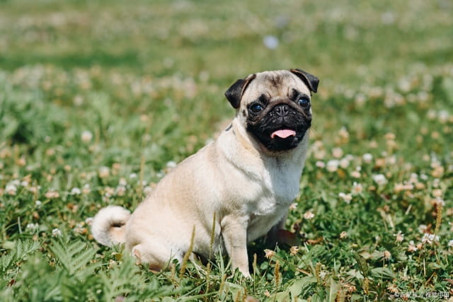 巴哥犬