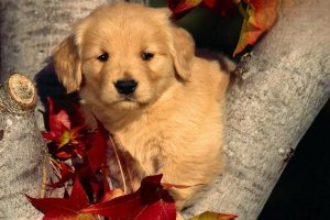 金毛寻回犬价格多少钱一只？