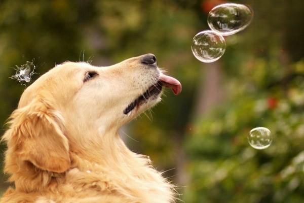 金毛寻回犬价格多少钱一只？