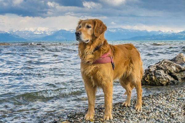 金毛寻回犬价格多少钱一只？