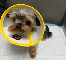 狗狗做绝育手术前后的注意事项