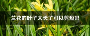 兰花的叶子太长了可以剪短吗