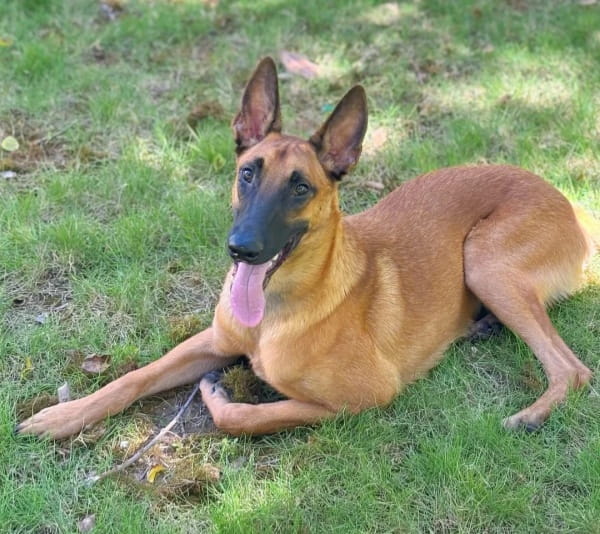 新手养马犬要注意什么？
