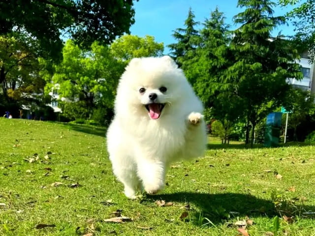 博美犬的寿命有多长？