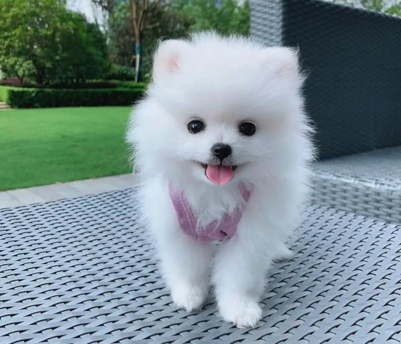 哪些因素会影响博美的寿命？