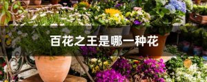 百花之王是哪一种花