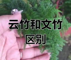 云竹和文竹的区别