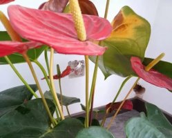 红掌花叶子发黄是什么原因